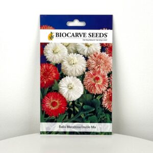 بذور زهرة بيلليس