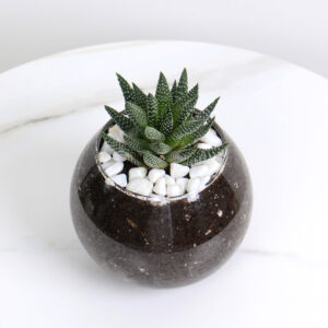 حوراء القصر بأصيص زجاجي