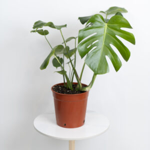 نبتة مونستيرا (القفص الصدري )