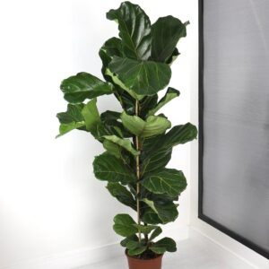 نبتة فيكس ليراتا ساق واحد