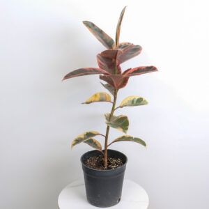 نبتة فيكس مطاط مبرقشة – حجم وسط