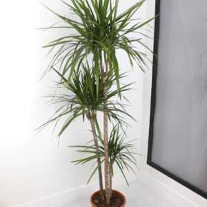 نبتة دراسينا مارجيناتا -كبير