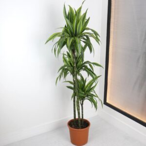 دراسينا ليمون لايم – كبير