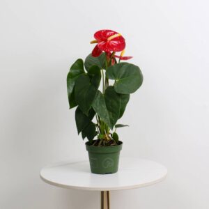 نبتة الأنثوريوم الأحمر