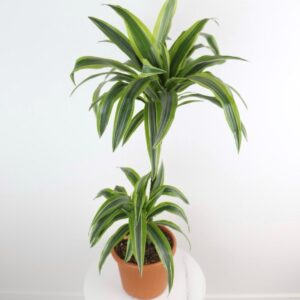 نبتة دراسينا ليمون لايم – ساقين