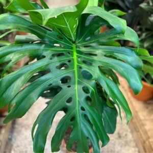 نبتة مونستيرا متسلقة