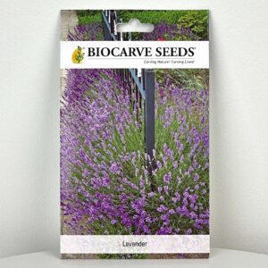 بذور اللافندر