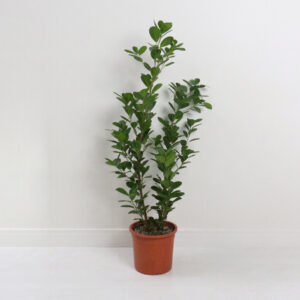 نبتة فيكس باندا -وسط