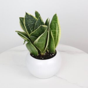 سانسيفيريا باصيص سيراميك أبيض
