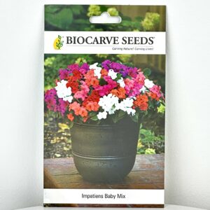 بذور أزهار إمباتينز بيبي