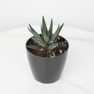 نبتة حوراء القصر باصيص بلاستيك