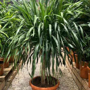 نبتة دراسينا دراكو