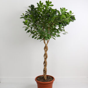 نبتة فيكس باندا مجدولة