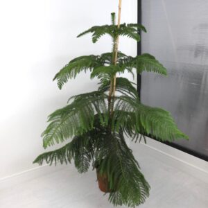 نبتة اروكاريا – وسط