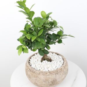 نبتة فيكس مايكروكاربا بونساي بحوض حجري