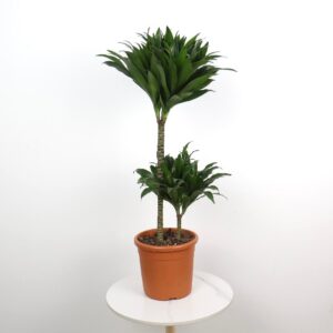 نبتة دراسينا كومباكتا – ساقين