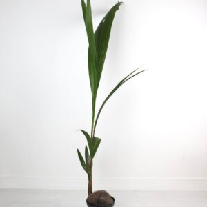 نخلة جوز الهند