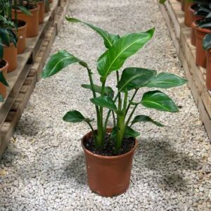 عصفور الجنة – وسط