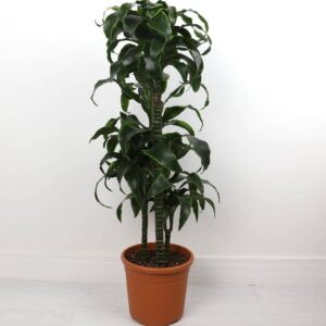 نبتة دراسينا دورادو – وسط