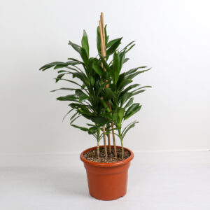 نبتة كورديلاين جلوكا حجم متوسط