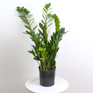 نبتة الزاميا – الحجم الوسط