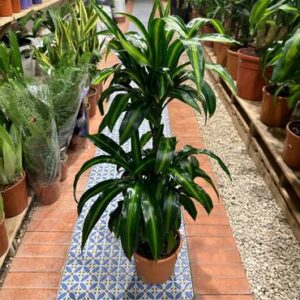 نبتة دراسينا هاواي صن شاين – وسط